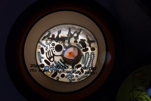 Image description is not available for 1983.75.1